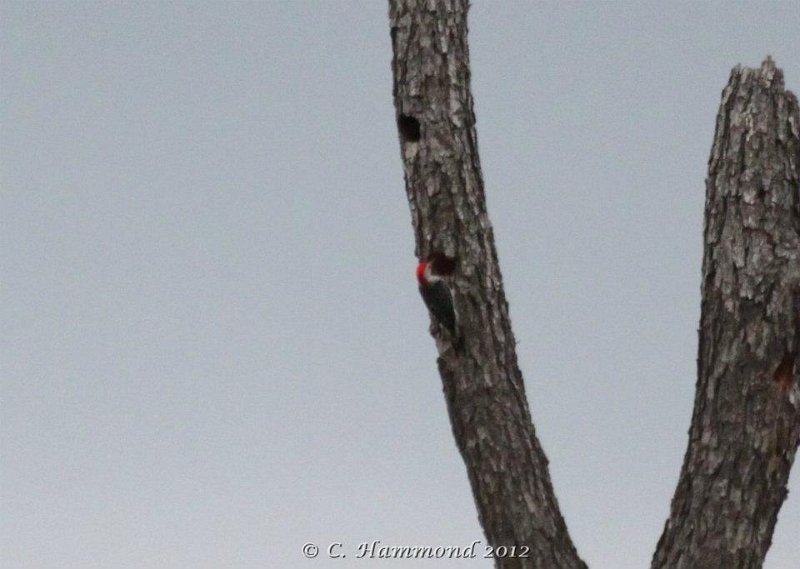 Red-bellied Woodpecker nest cavity.jpg